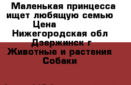 Маленькая принцесса ищет любящую семью › Цена ­ 12 000 - Нижегородская обл., Дзержинск г. Животные и растения » Собаки   
